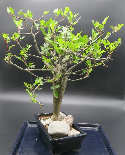 Bursera fagaroides caudex - bursera, fagaroides,