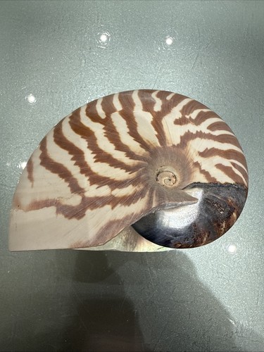 Große meeresmuschel nautilus - große,