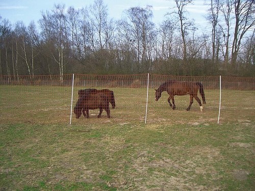 Pferdezaun mustang 170cm - mustang,