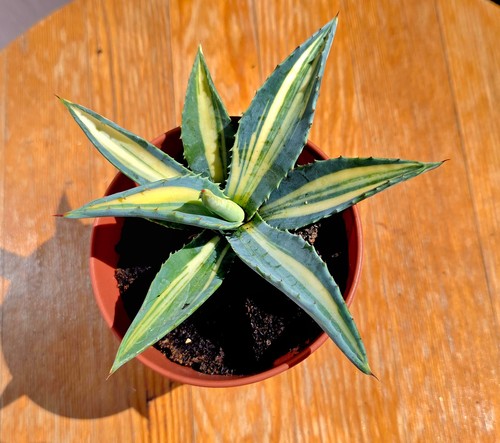 Agave americana mediopicta - agave,