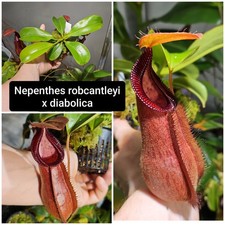 27 cm Nepenthes Robcantleyi x diabolica