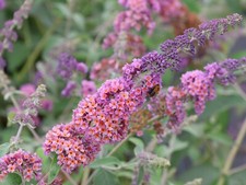 Buddleja davidii 'Flower Power' / Vielfarbiger Sommer- Schmetterlingsflieder