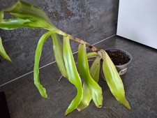 Callisia fragrans, Goldbart