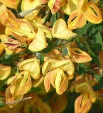 Edelginster Besenginster -