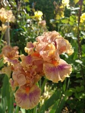 Mittelhohe Iris Synergy, pflegeleicht, winterhart, hitzeresistent