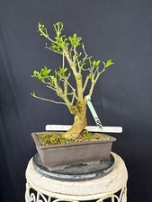 Pfaffenhütchen Bonsai