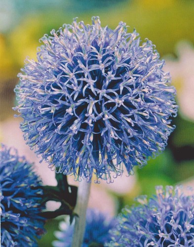 Kugeldistel echinops ritro - echinops,