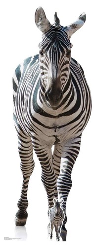 Zebra tiere lebensechte - zebra,