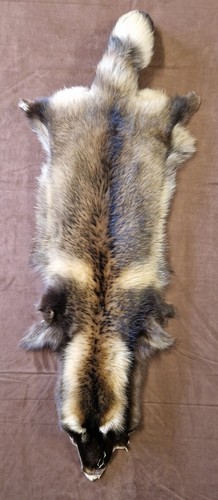 Marderhundfell enok tanuki - marderhundfell,