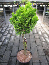 Chamaecyparis obtusa Aurora Stamm - Hinoki-Scheinzypresse Aurora - Stamm 40 cm