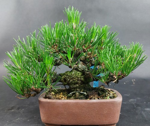 Bonsai schwarzkiefer pinus - -,