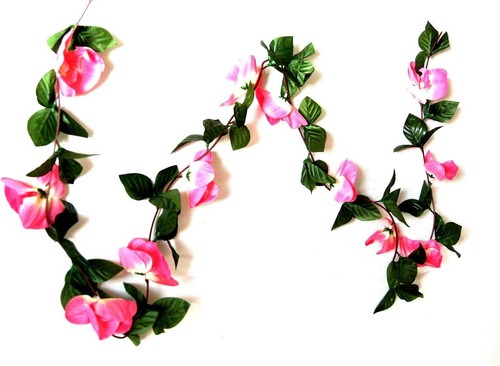 75 m orchidee - 2, x