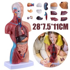 Torso Körpermodell Anatomie