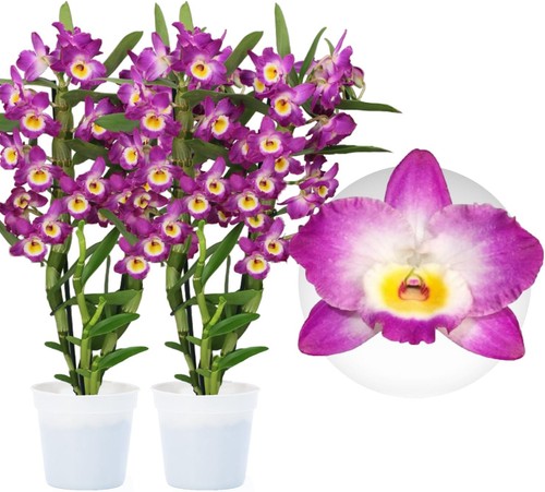 Orchideen pflanzen bambus - orchideen,