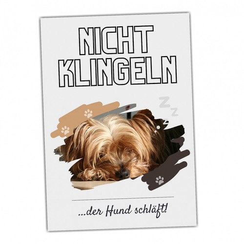 Yorkshire terrier hund hunde - terrier,