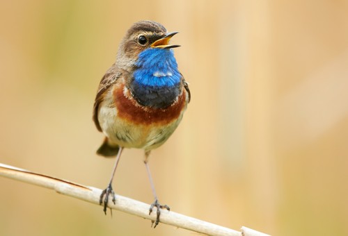 Wandbild blaukehlchen vogel - wandbild:, blaukehlchen-vogel