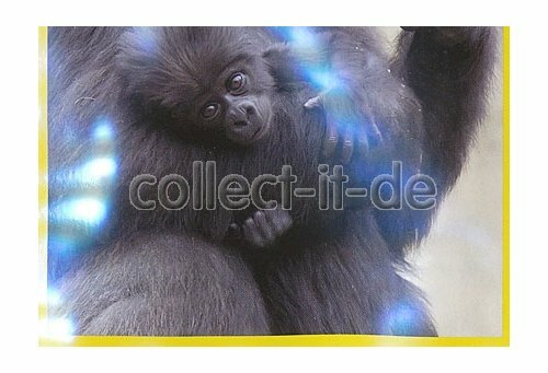 Panini amici cucciolotti - -,