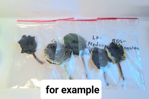 Standard varieties sorte - 10, -varieties