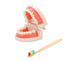 Gebiss Zähne putzen Inklusiv