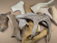 500g Mix Damhirsch Geweihe