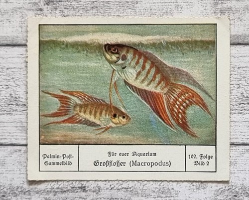 Großflosser macropodus - großflosser,