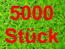 *WASSERLINSEN* 5000 Lemna