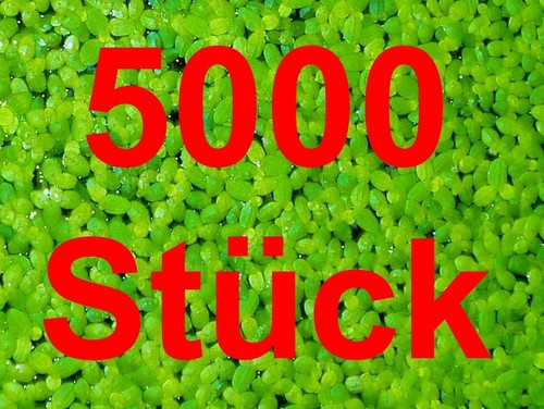 Wasserlinsen 5000 lemna - 5000,
