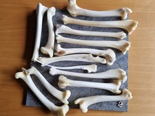 Reh Knochen Bein Basteln