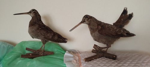 Tierpräparat schnepfe - tierpräparat,