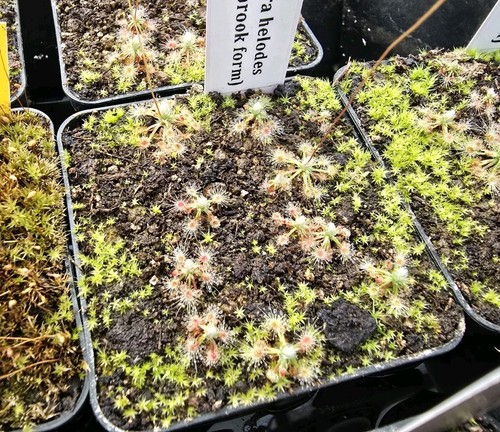 Drosera helodes bullsbrook - drosera,