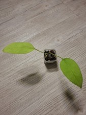 Anthurium Gracile. Babypflanze