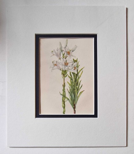 Grove lilium candidum 1943 - lilium,