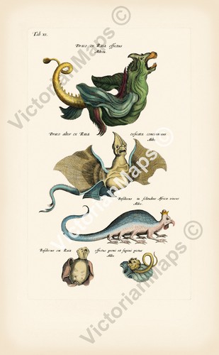 Antik druck drache basilisk - antik,