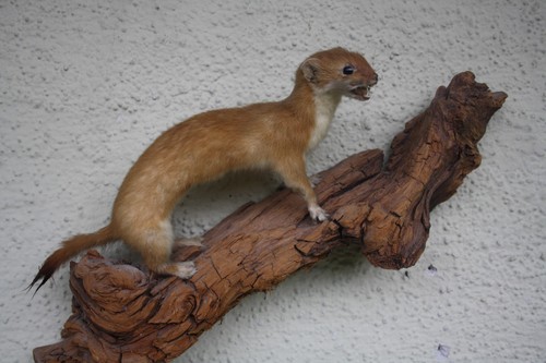 Tierpräparat wiesel - tierpräparat,