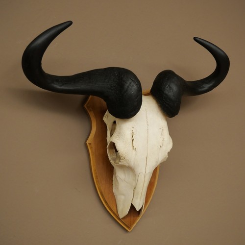 Gnu streifengnu - gnu,