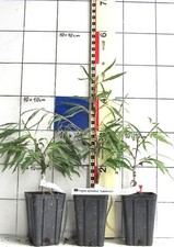 Fagus sylv. "Laciniata"   -   geschlitztblättrige Buche