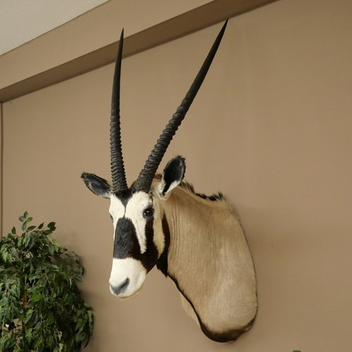 Oryx antilope - gazella),