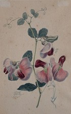 Botanik Duftwicke Platterbse