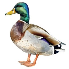 2x Sticker Stockente