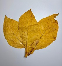 Virginia Gold  Klasse I