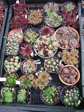 10 x Sempervivum mit Namen / Mauerrose / Hauswurz  