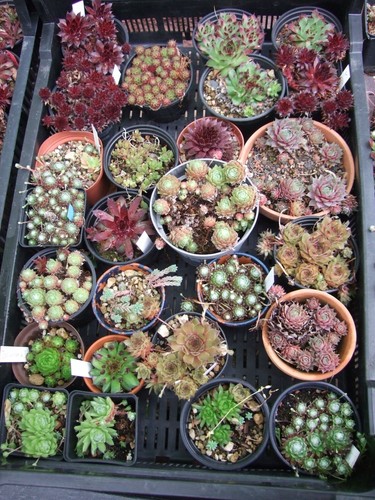 Sempervivum je zwei - 10,