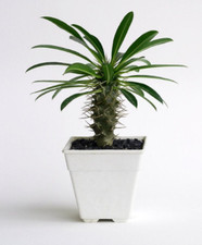 Pachypodium lamerei