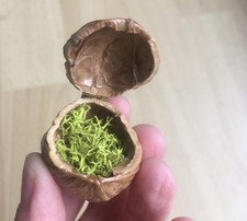 Walnuss Schatulle Schmuck Ring Hochzeit Verlobung Geschenk