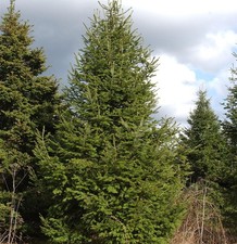 Fraser-Tanne 40-50cm - Abies