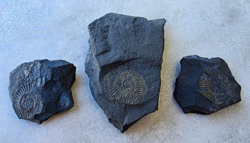 Echte ammoniten fossilien - echte, ammoniten-fossilien