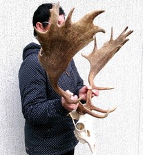 Damhirschgeweih Hirschgeweih