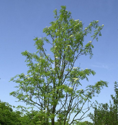 Palmwedel eberesche chinese - palmwedel-eberesche,