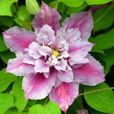 Clematis PIILU  Waldrebe mit