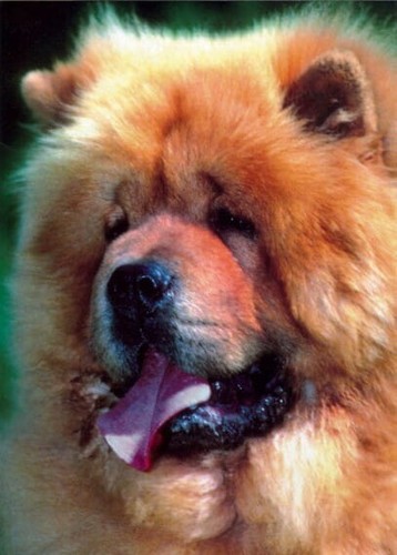 Chow - chow,